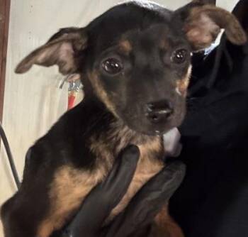 61571660 -  Mixed Breed Dog for Adoption in El Paso, Texas - 61571660 | PetCurious