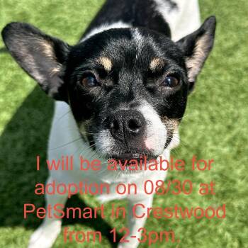 Pepper -  Jack Russell Terrier and Mixed Breed Dog for Adoption in Matteson, Illinois - Pepper | PetCurious