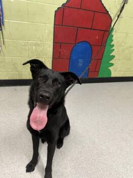 Labrador Retriever Dogs Available for Adoption in Indianapolis, Indiana - GWEN | PetCurious
