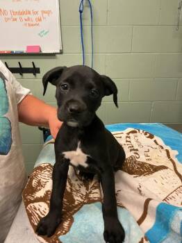 Mixed Breed Dogs Available for Adoption in Dyersburg, Tennessee - Harvey | PetCurious
