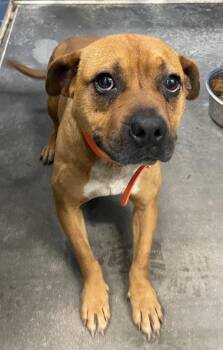 Marsha -  Mixed Breed Dog for Adoption in Henderson, North Carolina - Marsha | PetCurious