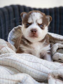 Husky and Siberian Husky Dogs Available for Adoption in Los Angeles, California - Comet...husky Puppy For Pre-adoption | PetCurious