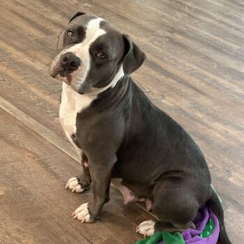 Maci -  American Staffordshire Terrier Dog for Adoption in Conroe, Texas - Maci | PetCurious