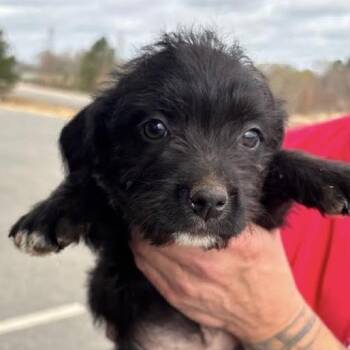 Mixed Breed Dogs Available for Adoption - Mila | PetCurious