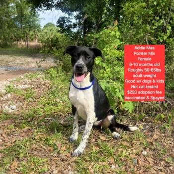 Pointer Dogs Available for Adoption in Oviedo, Florida - Addie Mae | PetCurious