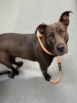 Rescue Pit Bull Terrier Dogs for Adoption in Baytown, Texas - STEWY | PetCurious