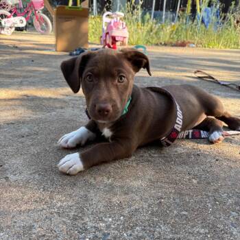 Lily-Pad -  Chocolate Labrador Retriever and Terrier Dog for Adoption in Chico, California - Lily-Pad | PetCurious