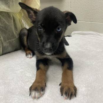 Polaris -  Mixed Breed Dog for Adoption in Murray, Utah - Polaris | PetCurious