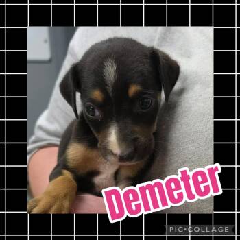 Demeter -  Hound and Labrador Retriever Dog for Adoption in Ringwood, New Jersey - Demeter | PetCurious