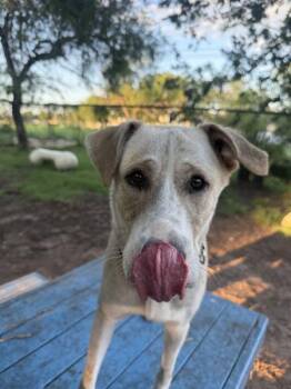 Honey Bee -  Mixed Breed and Labrador Retriever Dog for Adoption in Austin, Texas - Honey Bee | PetCurious