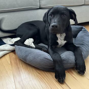 Soloman -  Labrador Retriever and Mixed Breed Dog for Adoption in Rock Hill, South Carolina - Soloman | PetCurious