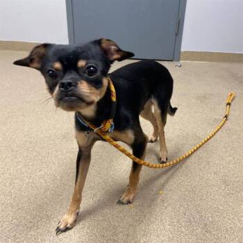 BREEZE -  Chihuahua and Mixed Breed Dog for Adoption in Aurora, Colorado - BREEZE | PetCurious
