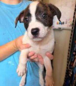 Fiji - In Foster -  Labrador Retriever Dog for Adoption in Kalamazoo, Michigan - Fiji - In Foster | PetCurious