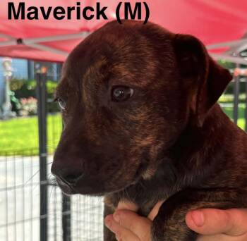 Maverick -  Labrador Retriever and Bulldog Dog for Adoption in Parma, Ohio - Maverick | PetCurious