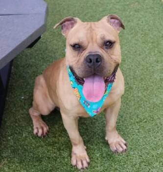 Rescue Mixed Breed Dogs for Adoption in Athens, Georgia - BooBoo | PetCurious