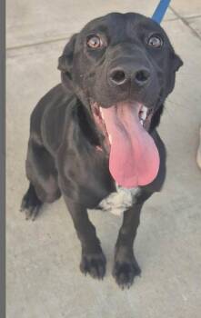 Labrador Retriever Dogs Available for Adoption in Sterling, Massachusetts - Bella 1 Year AVAIL 4/22 | PetCurious