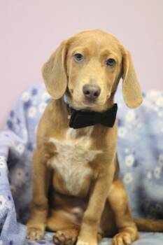 Beagle Dogs Available for Adoption in Manchester, New Hampshire - Quail In NH! Come Meet Our Adoptable Dogs Wednesday-Saturday. Mo | PetCurious