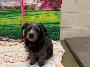A554132 -  Terrier and Mixed Breed Dog for Adoption in Moreno Valley, California - A554132 | PetCurious