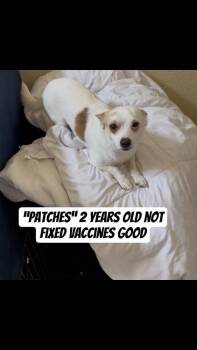 Chihuahua Dogs Available for Adoption in Durango, Colorado - Patches | PetCurious