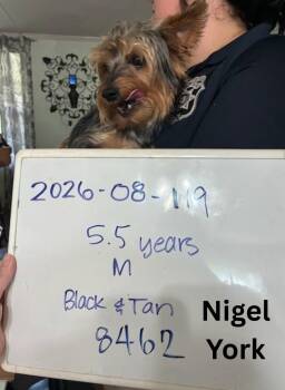 Nigel York -  Yorkshire Terrier Dog for Adoption in Milton, Georgia - Nigel York | PetCurious