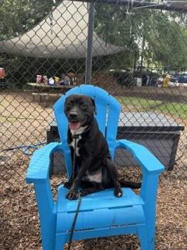 Ezekial -  Mixed Breed Dog for Adoption in Chamblee, Georgia - Ezekial | PetCurious