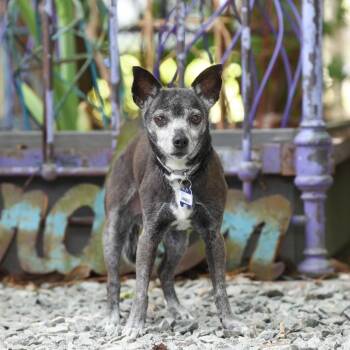 Linnaeus -  Chihuahua Dog for Adoption in Wake Forest, North Carolina - Linnaeus | PetCurious