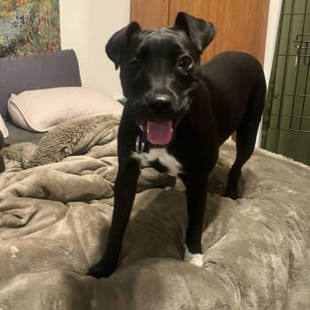 Anastasia -  Pit Bull Terrier Dog for Adoption in Los Angeles, California - Anastasia | PetCurious