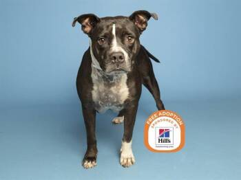 ITZA -  Pit Bull Terrier Dog for Adoption in Phoenix, Arizona - ITZA | PetCurious
