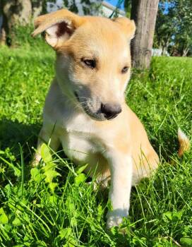 Husky and Golden Retriever Dogs Available for Adoption in Germantown, Ohio - Hungry Hippo | PetCurious
