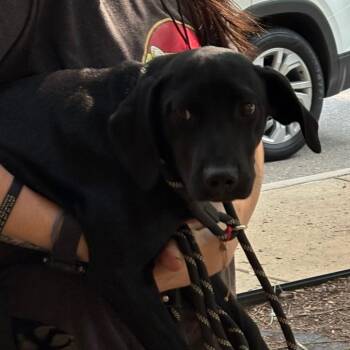 Mixed Breed Dogs Available for Adoption in Columbus, Georgia - 04/22/2026-Stray-BradleyParkDrive-3 | PetCurious