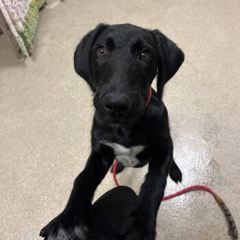 Lennox -  Black Labrador Retriever and Terrier Dog for Adoption in Bristol, Indiana - Lennox | PetCurious