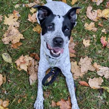 Lennox -  Australian Cattle Dog Blue Heeler and Cattle Dog Dog for Adoption in La Grange, Kentucky - Lennox | PetCurious