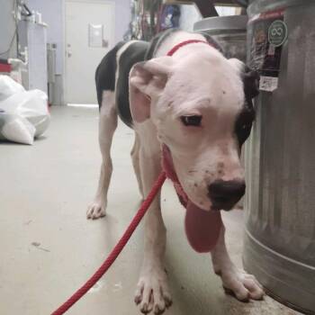 Queso -  Great Dane Dog for Adoption in Valley, Alabama - Queso | PetCurious