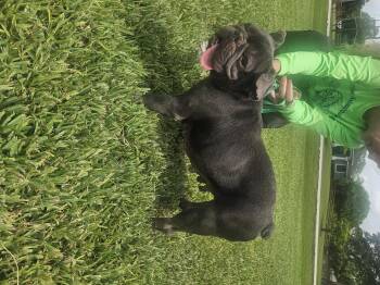 Lilac -  French Bulldog Dog for Adoption in The Acreage, Florida - Lilac | PetCurious