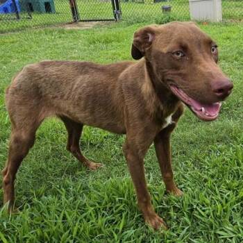 Folder -  Labrador Retriever and Mixed Breed Dog for Adoption in East Hanover, New Jersey - Folder | PetCurious