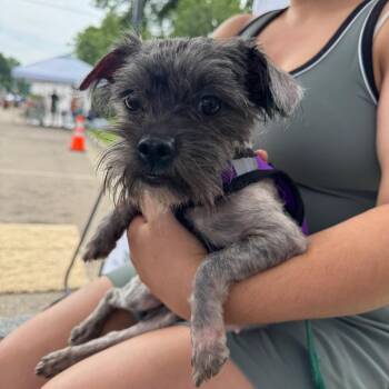 Nora -  Yorkshire Terrier and Mixed Breed Dog for Adoption in Farmersville, Ohio - Nora | PetCurious