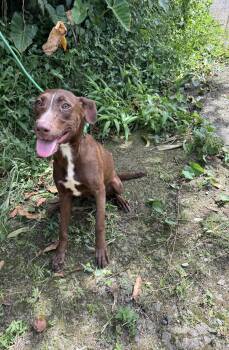 Rescue Mixed Breed Dogs for Adoption in Richmond, Virginia - Avery | PetCurious