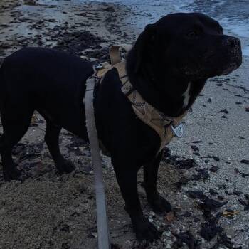 Big Dawg -  Rottweiler and Mixed Breed Dog Available for Adoption in Corpus Christi, Texas - Big Dawg | PetCurious