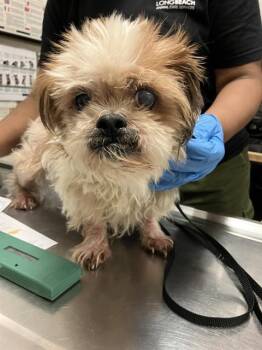 Shih Tzu Dogs Available for Adoption in Long Beach, California - CHEWIE | PetCurious