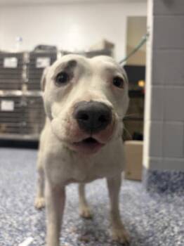 BLANCA BELLA -  Pit Bull Terrier and Mixed Breed Dog for Adoption in Thousand Palms, California - BLANCA BELLA | PetCurious