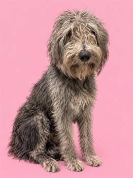 CHICHI -  Poodle and Schnauzer Dog for Adoption in Doral, Florida - CHICHI | PetCurious