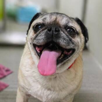 Pug Dogs Available for Adoption in San Jacinto, California - BonBon | PetCurious