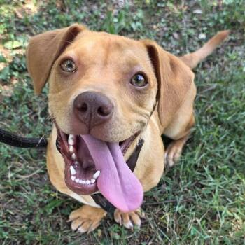 Mini -  Dachshund and Mixed Breed Dog for Adoption in Greensboro, North Carolina - Mini | PetCurious