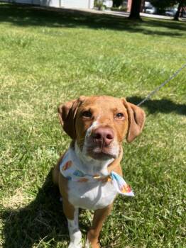 Tank -  Labrador Retriever and Pit Bull Terrier Dog for Adoption in Upper Sandusky, Ohio - Tank | PetCurious