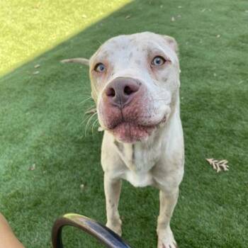 Mixed Breed Dogs Available for Adoption - Man Blizzard | PetCurious