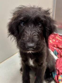 Mavrick -  Mixed Breed Dog for Adoption in Wichita, Kansas - Mavrick | PetCurious