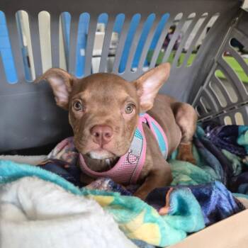 Eloise(Ella) -  French Bulldog Dog for Adoption in Montgomery, Alabama - Eloise(Ella) | PetCurious