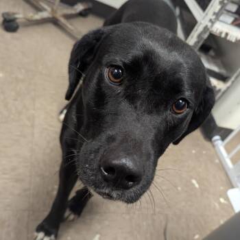 Black Labrador Retriever and Hound Dogs Available for Adoption - Millie | PetCurious