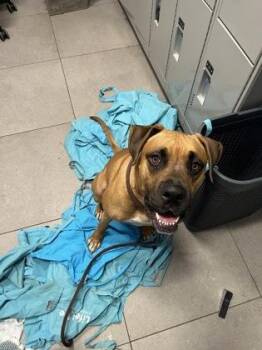 Monaco -  Mixed Breed Dog for Adoption in Atlanta, Georgia - Monaco | PetCurious