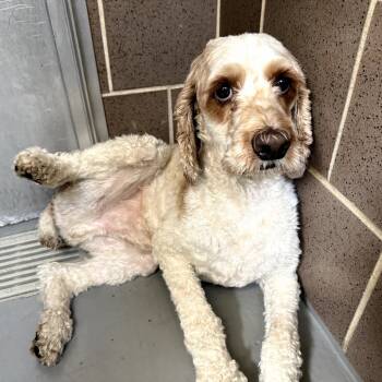Rescue Cocker Spaniel Dogs for Adoption in Northbrook, Illinois - Kayden | PetCurious